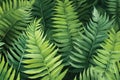 Fern font leafs tropical forest vector isolated. colourful leaves background, flat design.GenerativeAI. Royalty Free Stock Photo