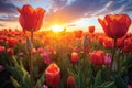 Amazing red tulips blooming in the tulip field against the background.GenerativeAI. Royalty Free Stock Photo