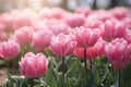 Pink tulips flowers in the garden.GenerativeAI. Royalty Free Stock Photo