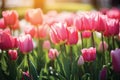 Pink tulips flowers in the garden.GenerativeAI. Royalty Free Stock Photo