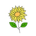 Sunflower doodle illustration in vector