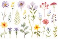 various watercolor painting of summer flowers on white background,isolated.GenerativeAI. Royalty Free Stock Photo