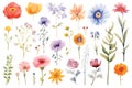 various watercolor painting of summer flowers on white background,isolated.GenerativeAI. Royalty Free Stock Photo