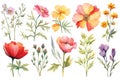 various watercolor painting of summer flowers on white background,isolated.GenerativeAI. Royalty Free Stock Photo