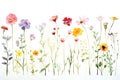 various watercolor painting of summer flowers on white background,isolated.GenerativeAI. Royalty Free Stock Photo