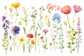 various watercolor painting of summer flowers on white background,isolated.GenerativeAI. Royalty Free Stock Photo