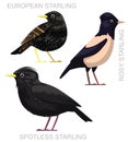Cute Bird European Spotless Starling Set Cartoon Vector