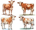 Cow Illustration set, Dairy cattle set. Swiss brown, ayrshire, holstein, milking white and brown shorthorns