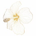 Golden line Hawaiian Hibiscus Flower Chenese Rose. Flora and Isolated Botany Plant with Petals.