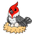 Cute red crested cardinal bird cartoon with eggs in the nest