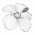 Black line Hawaiian Hibiscus Flower Chenese Rose. Flora and Isolated Botany Plant with Petals. Royalty Free Stock Photo