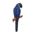 hyancinth macaw icon in cartoon style