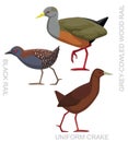 Cute Bird Wood Rail Crake Set Cartoon Vector