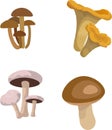 mushroom collection on a white background, vector illustration