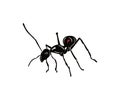 BIG ANT WORKER DINOMYRMEX GIGAS LOGO