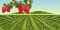 strawberry garden vector with hills in the background