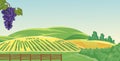 vector vineyard with hills background, with bright clouds