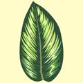 beauty star marantaceae species plant eps file vector illustration by berlansdwg