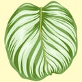 Printmarantaceae species plant eps file vector illustration