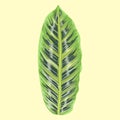 Printmarantaceae species plant eps file vector illustration