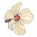 Simple colored line Hawaiian Hibiscus Flower Chenese Rose.