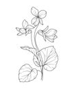 Violet flower Line Art. Violet flower outline Illustration. February Birth Month Flower. Violets outline isolated on white.