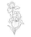 Iris flower Line Art. Iris outline Illustration. February Birth Month Flower. Iris outline isolated on white.