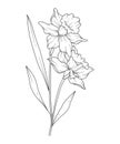 Daffodil Line Art. Daffodil outline Illustration. March Birth Month Flower. Daffodil outline isolated on white.