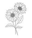 Daisy Line Art. Daisy outline Illustration. April Birth Month Flower. Daisy flower outline isolated on white.