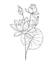 Water Lily Line Art. Water Lily outline Illustration. July Birth Month Flower. Water Lily outline isolated on white.