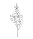 Gladiolus Line Art. Gladiolus outline Illustration. August Birth Month Flower. Gladiolus outline isolated on white.