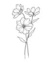Cosmos Line Art. Cosmos outline Illustration. October Birth Month Flower. Cosmos outline isolated on white.