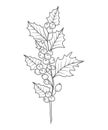 Holly Line Art. Holly outline Illustration. December Birth Month Flower. Holly outline isolated on white.