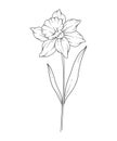 Narcissus Line Art. Narcissus outline Illustration. December Birth Month Flower. Narcissus outline isolated on white