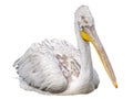 Illustration of pelicans on a white background. Wild pelican bird