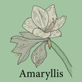 Decorative amaryllis branch flowers outline with color, Amaryllis for tropical design and coloring book