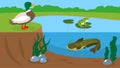 A lake with a frog, a duck and a catfish. Royalty Free Stock Photo