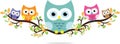 colorful cartoon funny owls set on white background Royalty Free Stock Photo