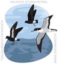 Cute Bird Shearwater Storm-Petrel Set Cartoon Vector