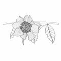 Line black and white illustration of a beautiful camelia flowers. Hand-drawn camellia branch with buds and leaves.