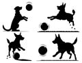 A dogs playing with ball on white
