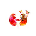 Kidney anatomy vector. Kidney disease treatment, renal transplant or organ donation concept