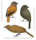 Cute Bird Schiffornis Set Cartoon Vector