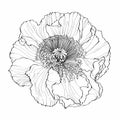 Line art poppies. Black wall art. Monochrome floral designe element. Royalty Free Stock Photo