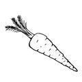 black silhouette of carrots. Sketch with lines by hand. Royalty Free Stock Photo