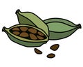 Cardamom pods with seeds, spices - vector full color picture.