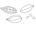 Cardamom pods with seeds, spices - vector linear picture.