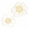 Golden line illustration of a beautiful camelia flowers. Hand-drawn camellia branch with buds and leaves.