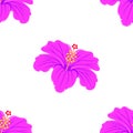 Pink hibiscus flower with petals isolated on white background is in Seamless pattern - vector Royalty Free Stock Photo