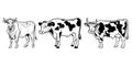 Hand-drawn, flat, vector cow outline design Royalty Free Stock Photo